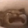 CatSob