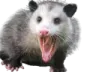 possumpossumpossumpossumremovebg Discord Emoji