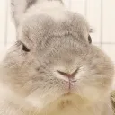disappointedbun