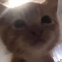 Sadcat