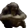 Mono