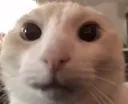 mewhen