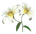 whitelily