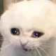 catyell