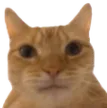Cat Stare catstare Discord Emoji