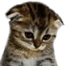 cute_kitty