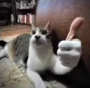 gatojoinha