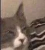 asuscat