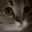 meow