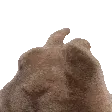 TD_bunnydance