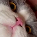mooshie