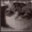 Cat_boom