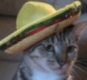 senorcat Discord emoji