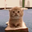catSandwich catSandwich