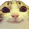 catGrosYeux