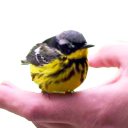 flylilbird flylilbird