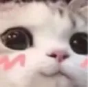 catblush