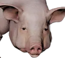 Pig