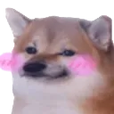 dogeblush