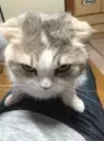 gremlin