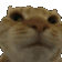 KU_CotNoNod Discord emoji