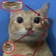 zerini0gato