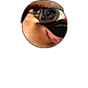 ghilliePagBounce