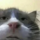 cat_dumbbob cat_dumbbob