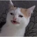 HG_cat_cry Discord Emoji