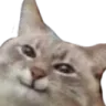 catmischief catmischief