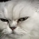 AngrSusGatito