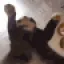 catShake