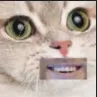 catcope