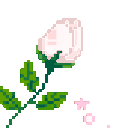 ko_rose_white