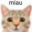 meow