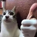 thumb_Cat thumb_Cat