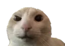 AYO