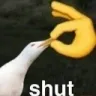 shut shut
