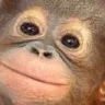 happimonkey