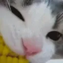 nom