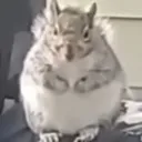 chonk chonk