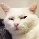 Sideeyecat Discord Emoji