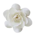 flower_white