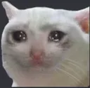 sadcat