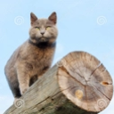 catonlog Discord emoji