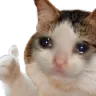2043_Cat_Thumbs_Up