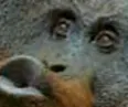 monkepog