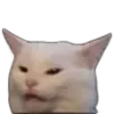 confusedcat