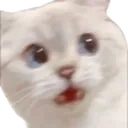wutcat