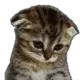 Catsad catsad Discord Emoji